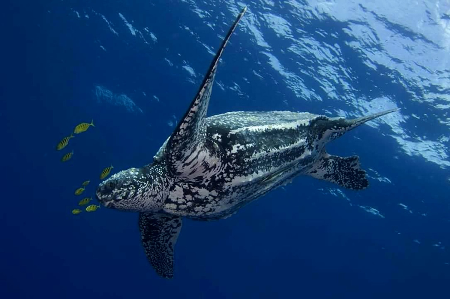 У морской черепахи, найденной мертвой на пляже, было 136 яиц