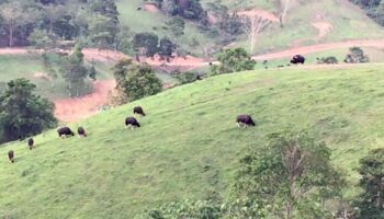 Власти нацелены на взяточничество в ходе земельной реформы