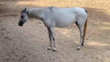 Заводчик говорит, что у кобылы случился выкидыш после жестокого обращения со стороны иностранца
