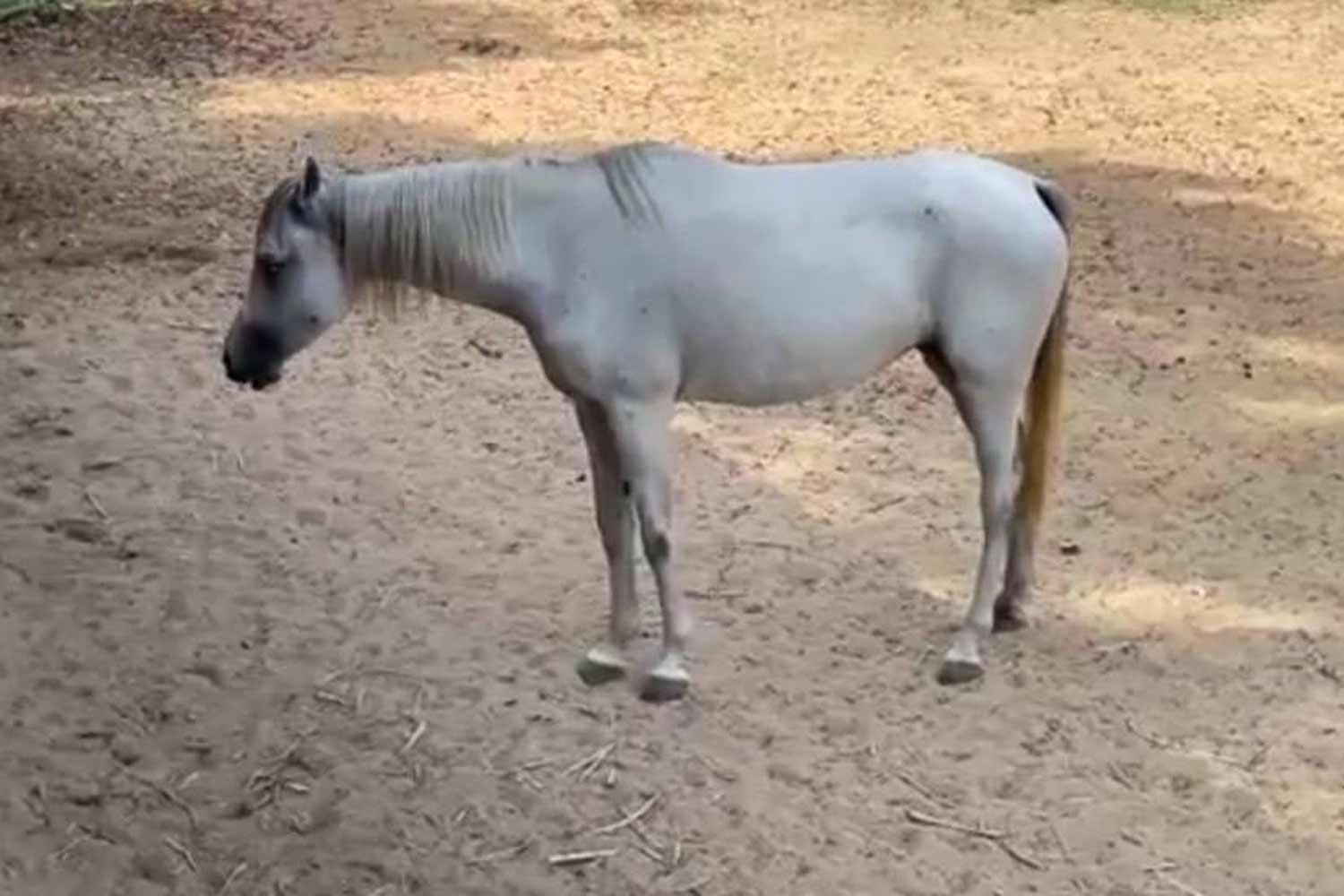 Заводчик говорит, что у кобылы случился выкидыш после жестокого обращения со стороны иностранца