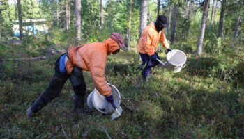 Финляндия приостанавливает прием заявлений на получение визы для сборщиков ягод