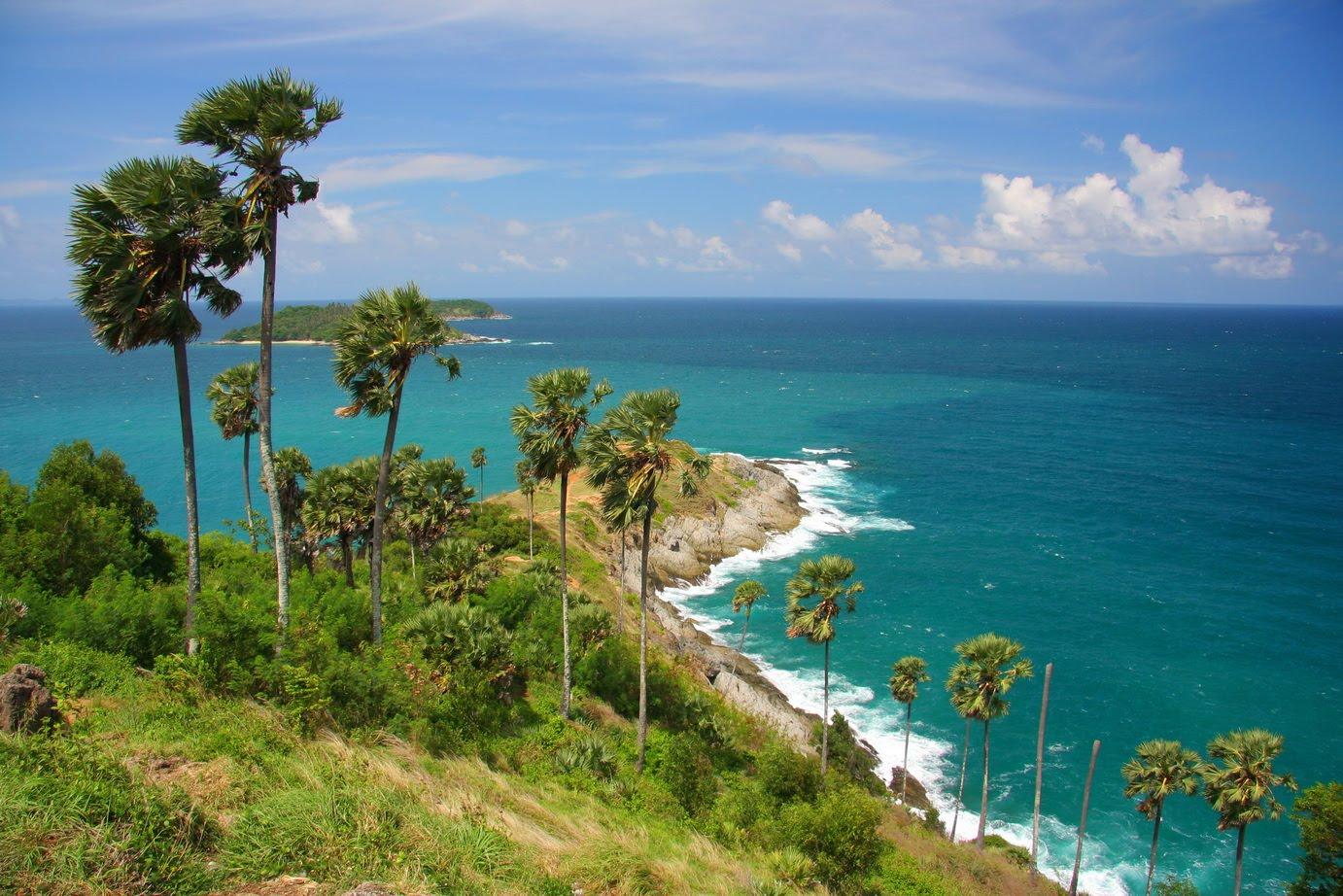 Гусеницы нападают на пальмы на Лаем-Фромтепе