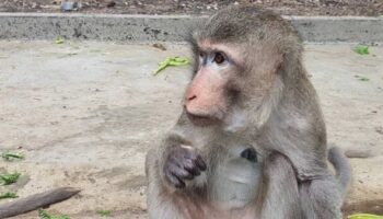 Безумный бизнес заканчивается: похититель нижнего белья Лопбури наконец пойман