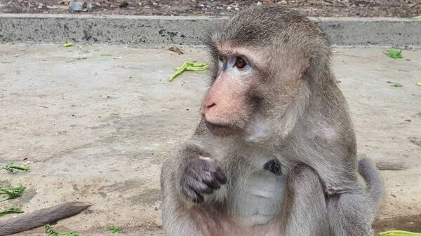 Безумный бизнес заканчивается: похититель нижнего белья Лопбури наконец пойман