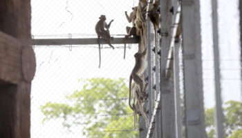 Блиц-игра обезьян Лопбури возобновляется