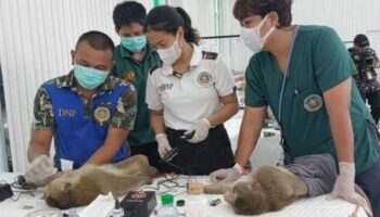 Власти Лопбури изо всех сил пытаются отловить обезьян в условиях сильного дождя