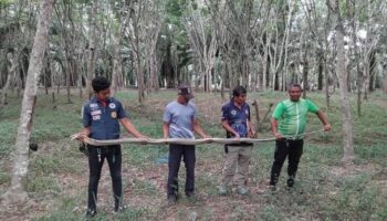 Живые змеи: схватка питона и королевской кобры ошеломила местных жителей