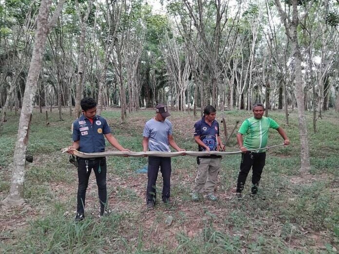 Живые змеи: схватка питона и королевской кобры ошеломила местных жителей