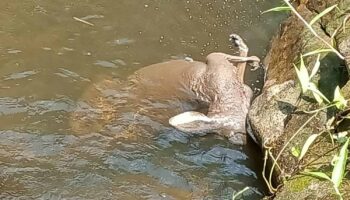 Кенгуру нашли мертвым через день после побега