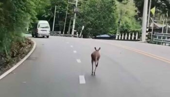 Кенгуру сбежал из зоопарка Чиангмая