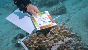 "Кипение, а не потепление": морская флора и фауна страдает, когда температура моря достигает рекордных значений