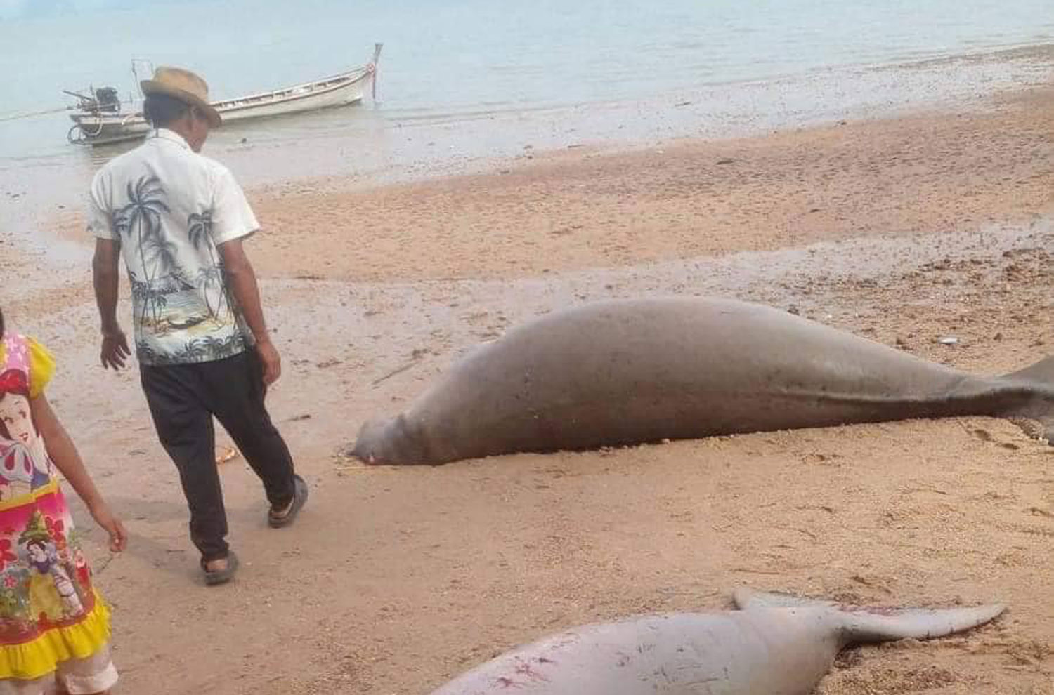 Крабийские дюгони погибли ‘в поисках пищи’