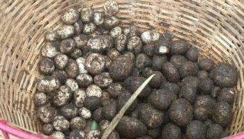 Местные жители Накхонратчасимы готовят лесное угощение со вкусом грибов