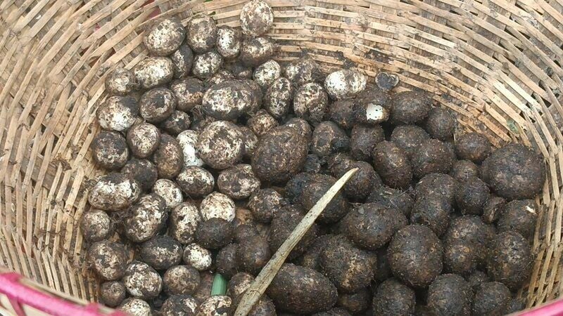 Местные жители Накхонратчасимы готовят лесное угощение со вкусом грибов