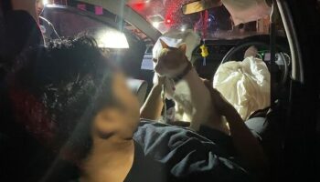 Мужчина под кайфом от марихуаны разбивает машину, обнимает домашних животных и улыбается полицейским