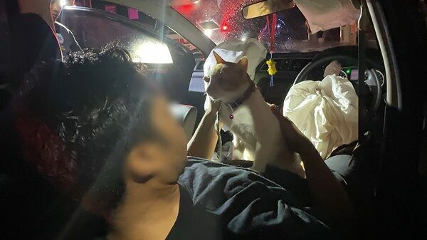 Мужчина под кайфом от марихуаны разбивает машину, обнимает домашних животных и улыбается полицейским