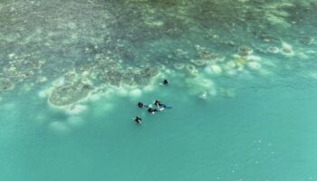 Обесцвечивание влияет на рифы в Пхангнге, Краби