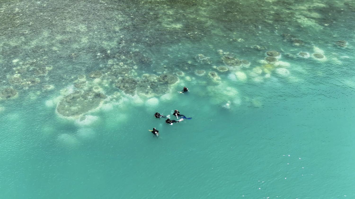 Обесцвечивание влияет на рифы в Пхангнге, Краби