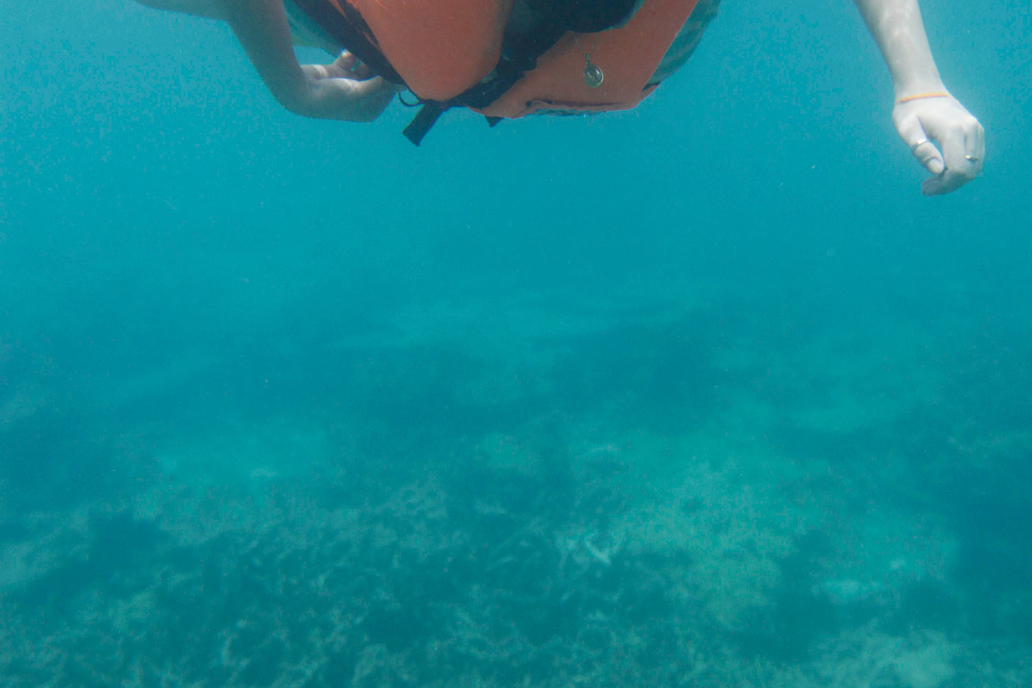 Обесцвечивание приводит к закрытию мест для дайвинга