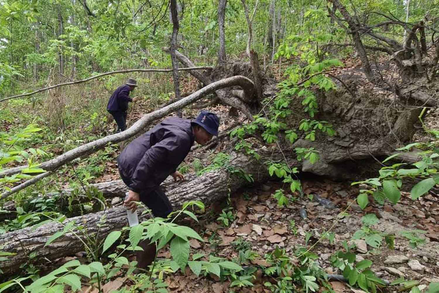 Поиск кенгуру расширяется