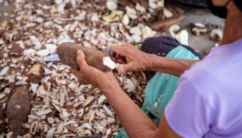 Хруст маниоки: тайский экспорт сократился на 16,4% в первом квартале