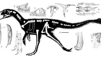 Базальные зубы тираннозавра найдены в Каласине, Таиланд