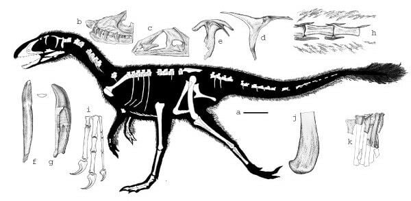Базальные зубы тираннозавра найдены в Каласине, Таиланд