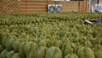 В мае резко вырос экспорт сельскохозяйственной продукции из Таиланда