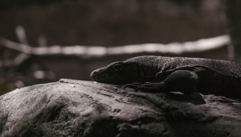 Варан вызвал сбои в работе банка Накхонратчасима