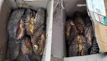 Главная женщина Чианга столкнулась с катастрофой при доставке дуриана, получив только кожуру