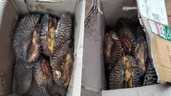 Главная женщина Чианга столкнулась с катастрофой при доставке дуриана, получив только кожуру