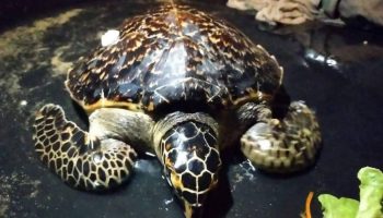 Двух морских черепах вызволили из сетей на Пхукете