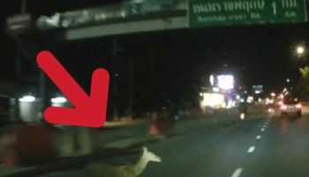 Дикий олень стал причиной многочисленных аварий на дороге Чайяпруек