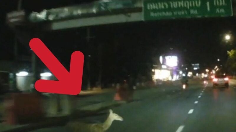 Дикий олень стал причиной многочисленных аварий на дороге Чайяпруек