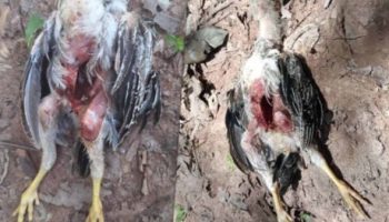 Загадочная гибель цыплят в Прачинбури вызвала беспокойство