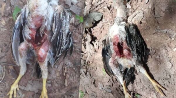 Загадочная гибель цыплят в Прачинбури вызвала беспокойство