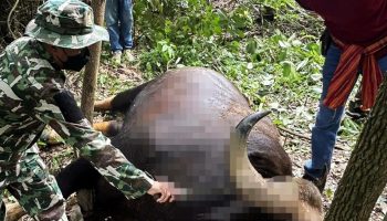 Задремавший бык: Дикая погоня закончилась трагической аварией близ Као Яй