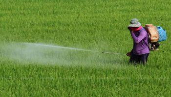 Запрет на сельскохозяйственную химию под руководством Параквата стал хитом