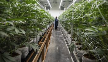 Защитники каннабиса обещают провести длительную акцию протеста против повторного включения в список