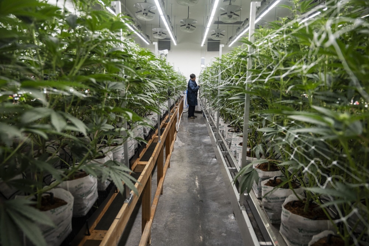 Защитники каннабиса обещают провести длительную акцию протеста против повторного включения в список