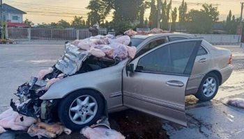 Когда свиньи летают: авария Mercedes-Benz отправила в полет свинарников и рабочих