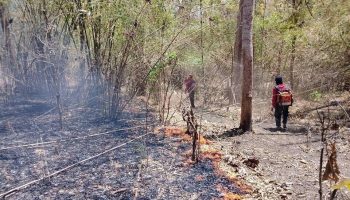 Лесные пожары в Западном лесном комплексе Таиланда сократились на 40%