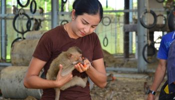 Любители поохотиться на макак переключают внимание на достопримечательности Лопбури