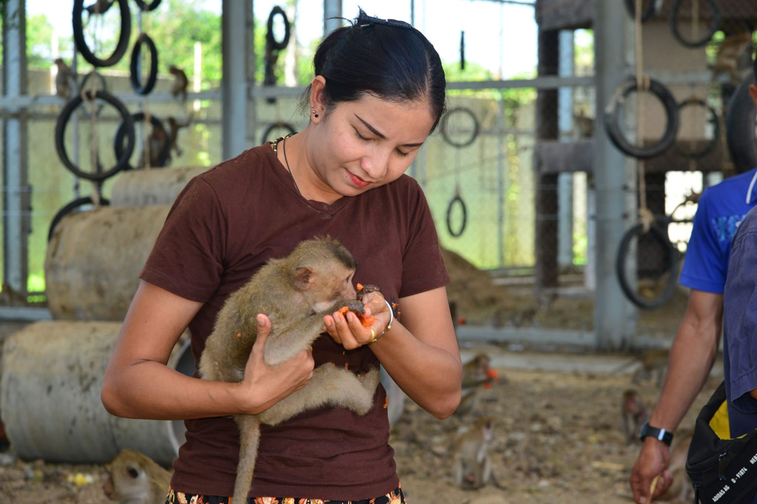 Любители поохотиться на макак переключают внимание на достопримечательности Лопбури