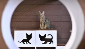 Мурлыканье: Бездомные кошки ищут вечные дома на выставке Bangkok Expo 2024