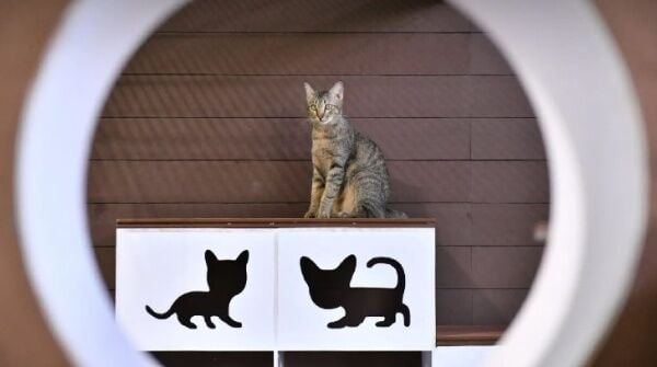 Мурлыканье: Бездомные кошки ищут вечные дома на выставке Bangkok Expo 2024