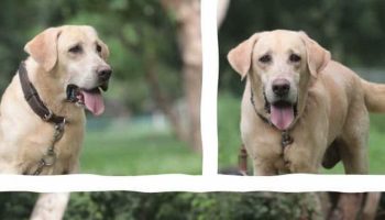 На аукционе армейских собак будут представлены обученные военные собаки