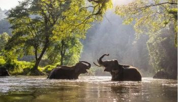 Национальные парки Таиланда бьют рекорды по доходам