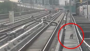 Пассажиры Бангкока сходят с ума, когда monkey останавливает движение BTS