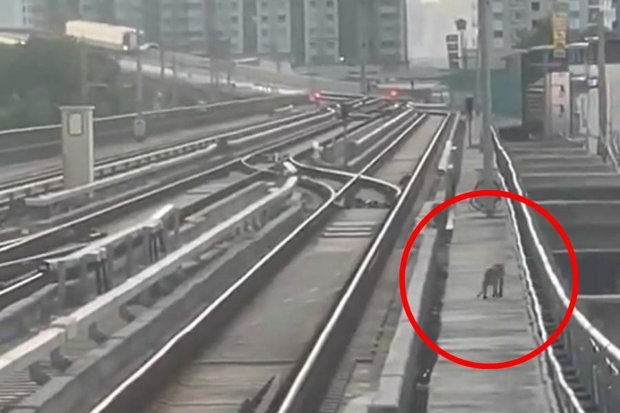 Пассажиры Бангкока сходят с ума, когда monkey останавливает движение BTS